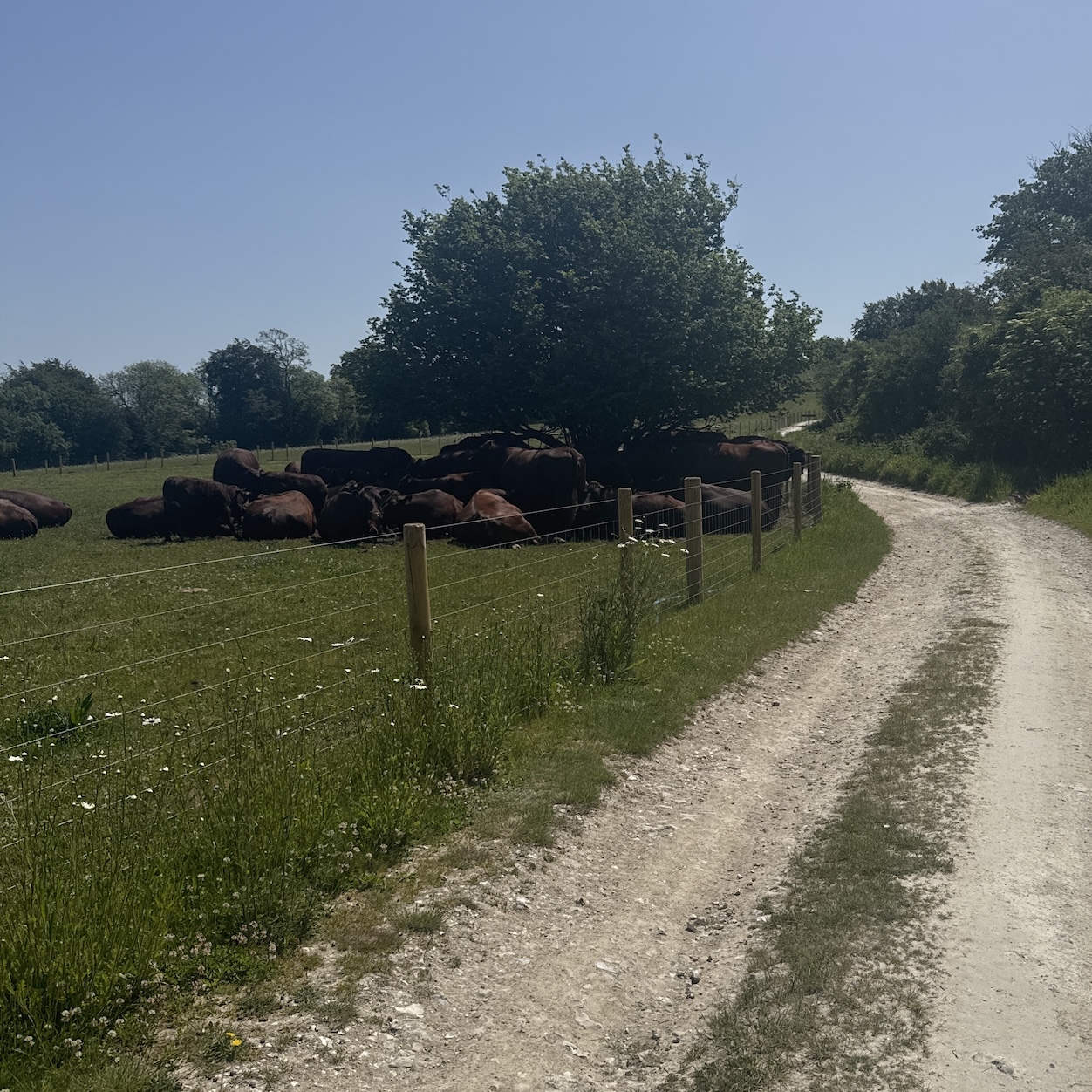cows